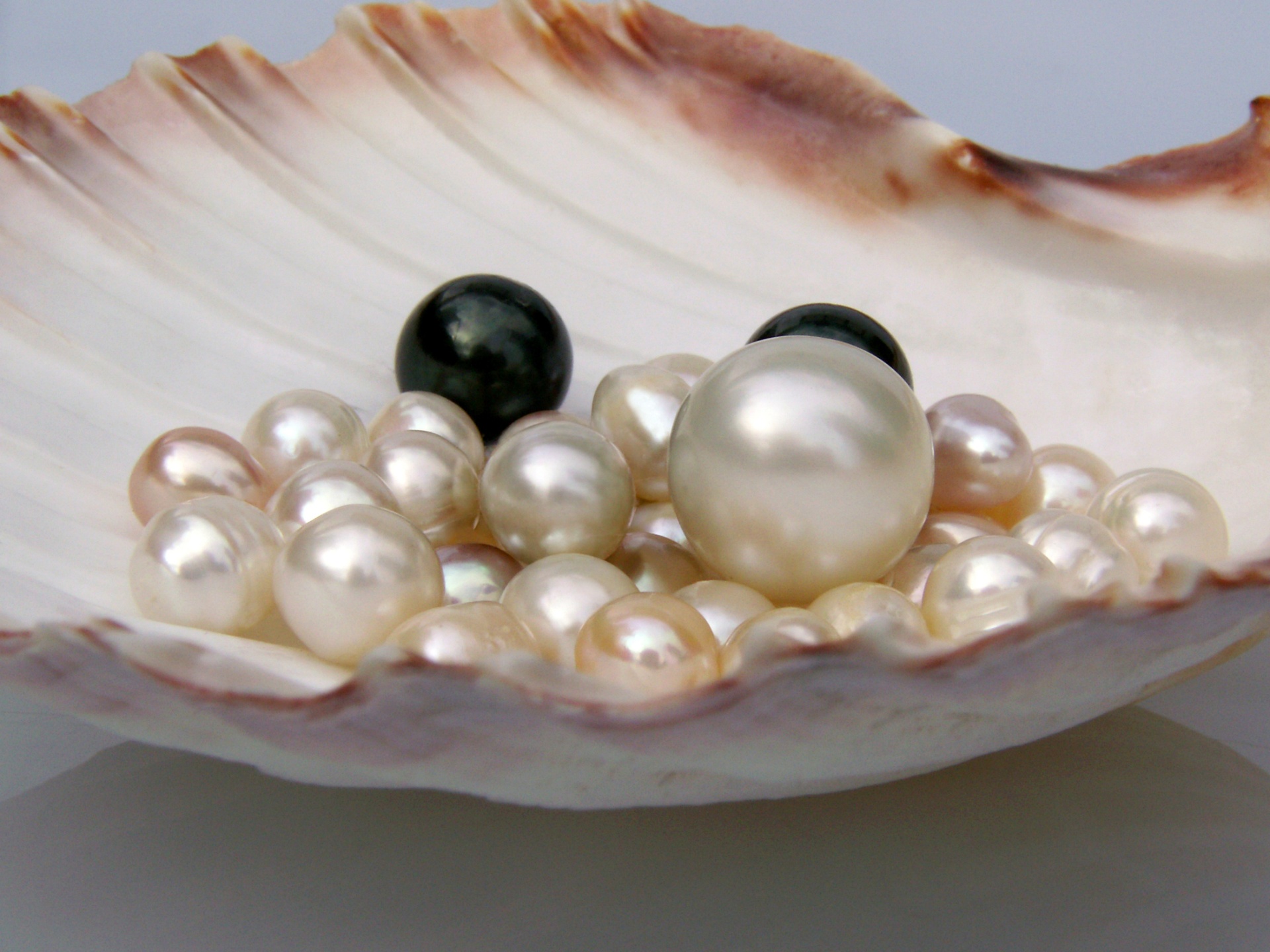 Le perle COSCIA — Akoya, South Sea, Tahiti e Freshwater selezionate dalla Maison dal 1919